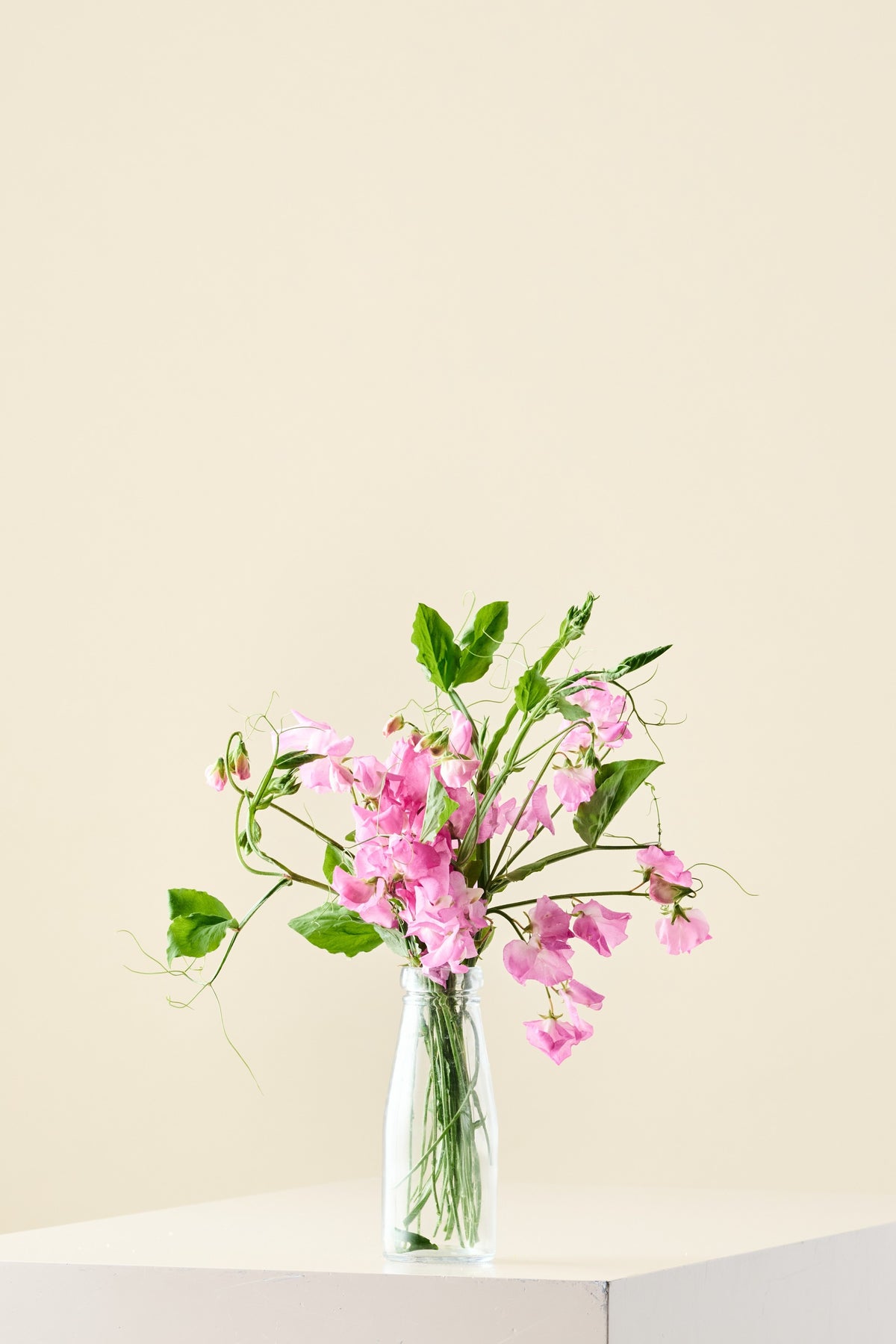 Ærteblomst 'Royal Family Rose-Pink' - frø