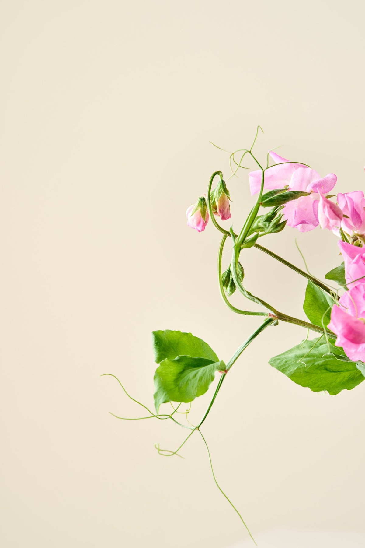 Ærteblomst 'Royal Family Rose-Pink' - frø