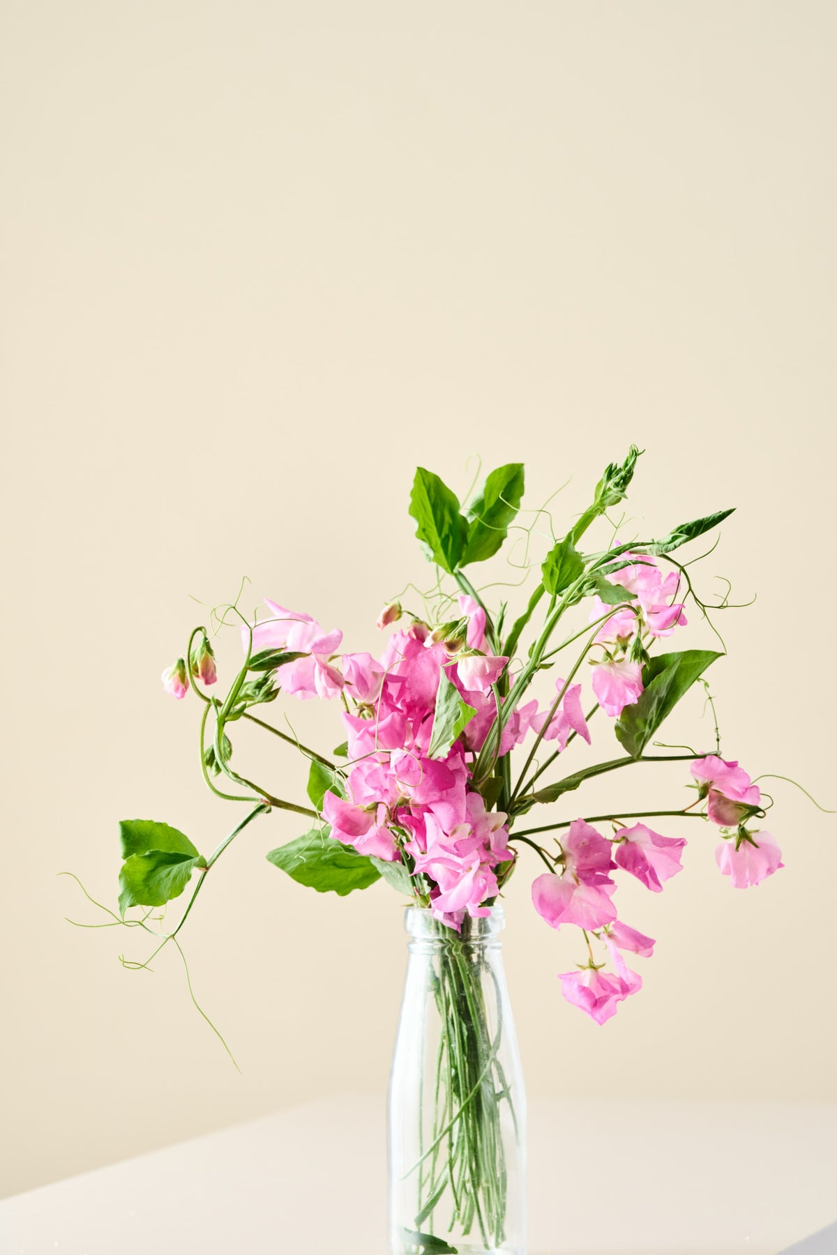 Ærteblomst 'Royal Family Rose-Pink' - frø