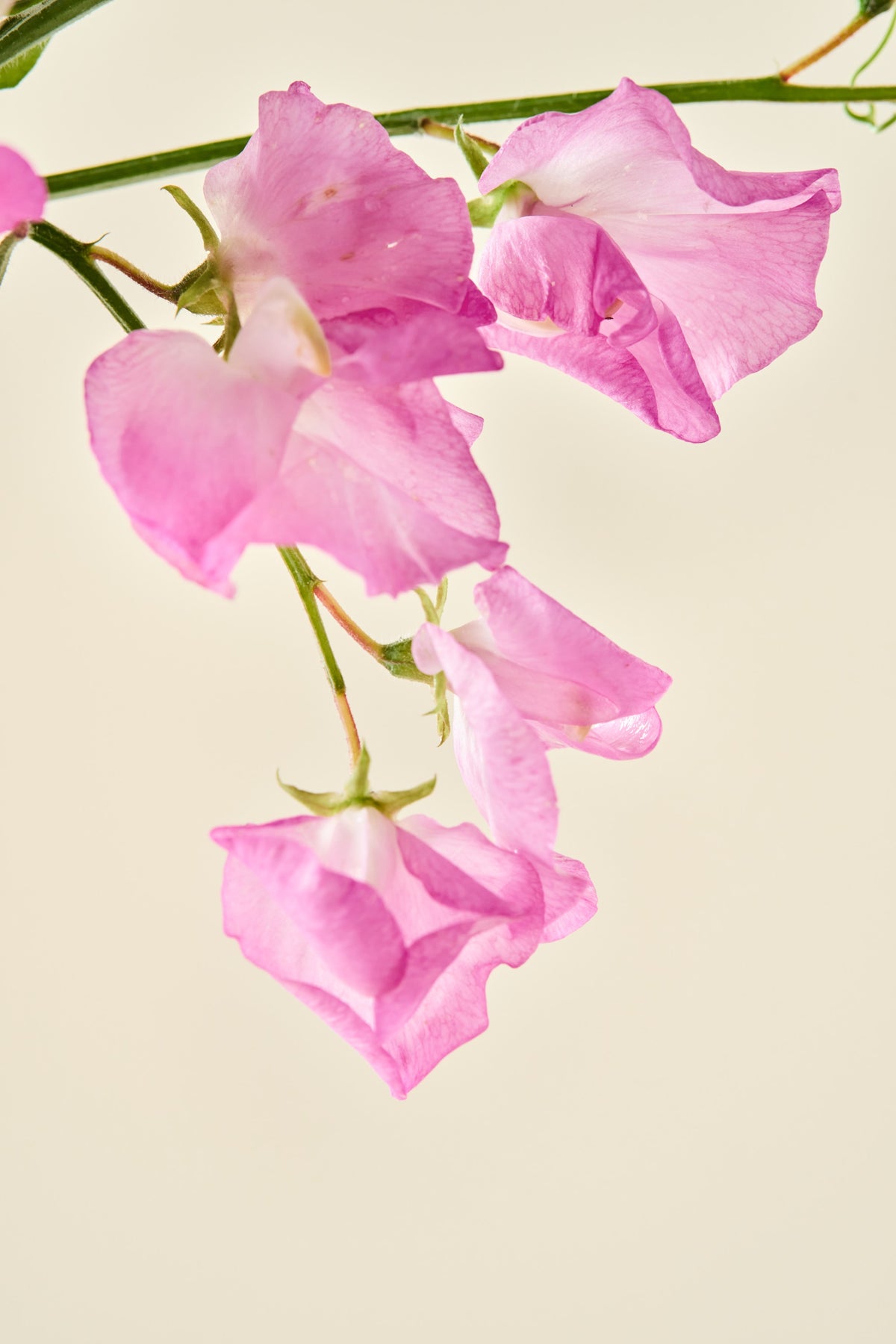 Ærteblomst 'Royal Family Rose-Pink' - frø