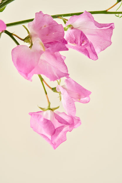 Ærteblomst 'Royal Family Rose-Pink' - frø