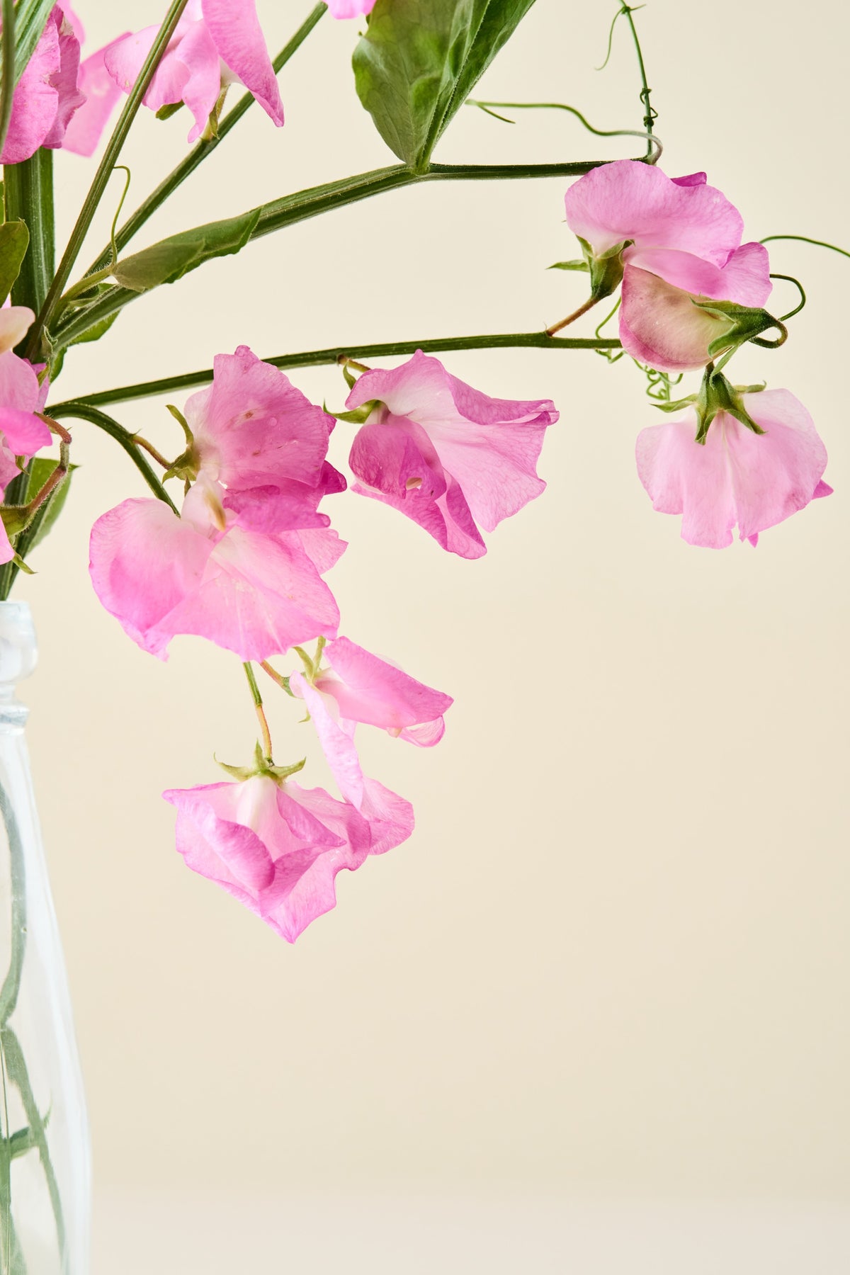 Ærteblomst 'Royal Family Rose-Pink' - frø