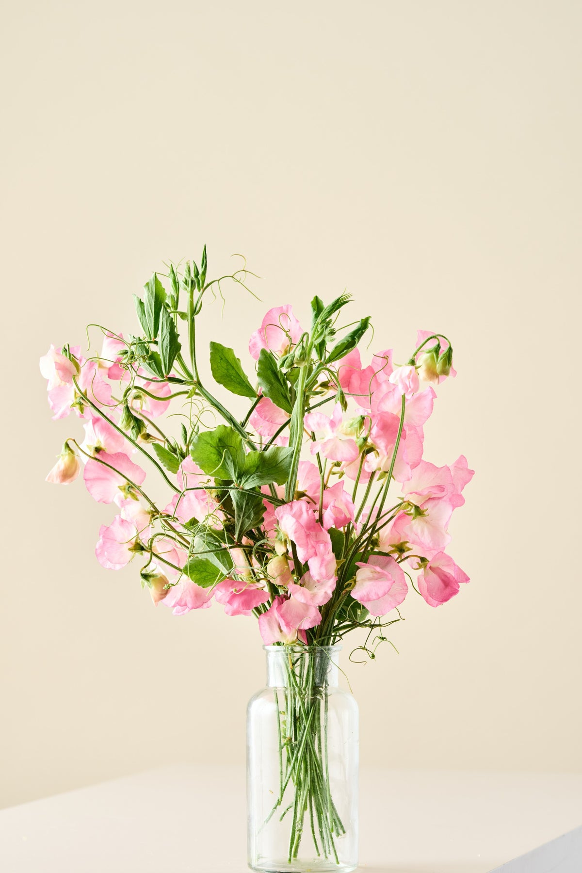 Ærteblomst 'Mammoth Salmon Cream' - frø