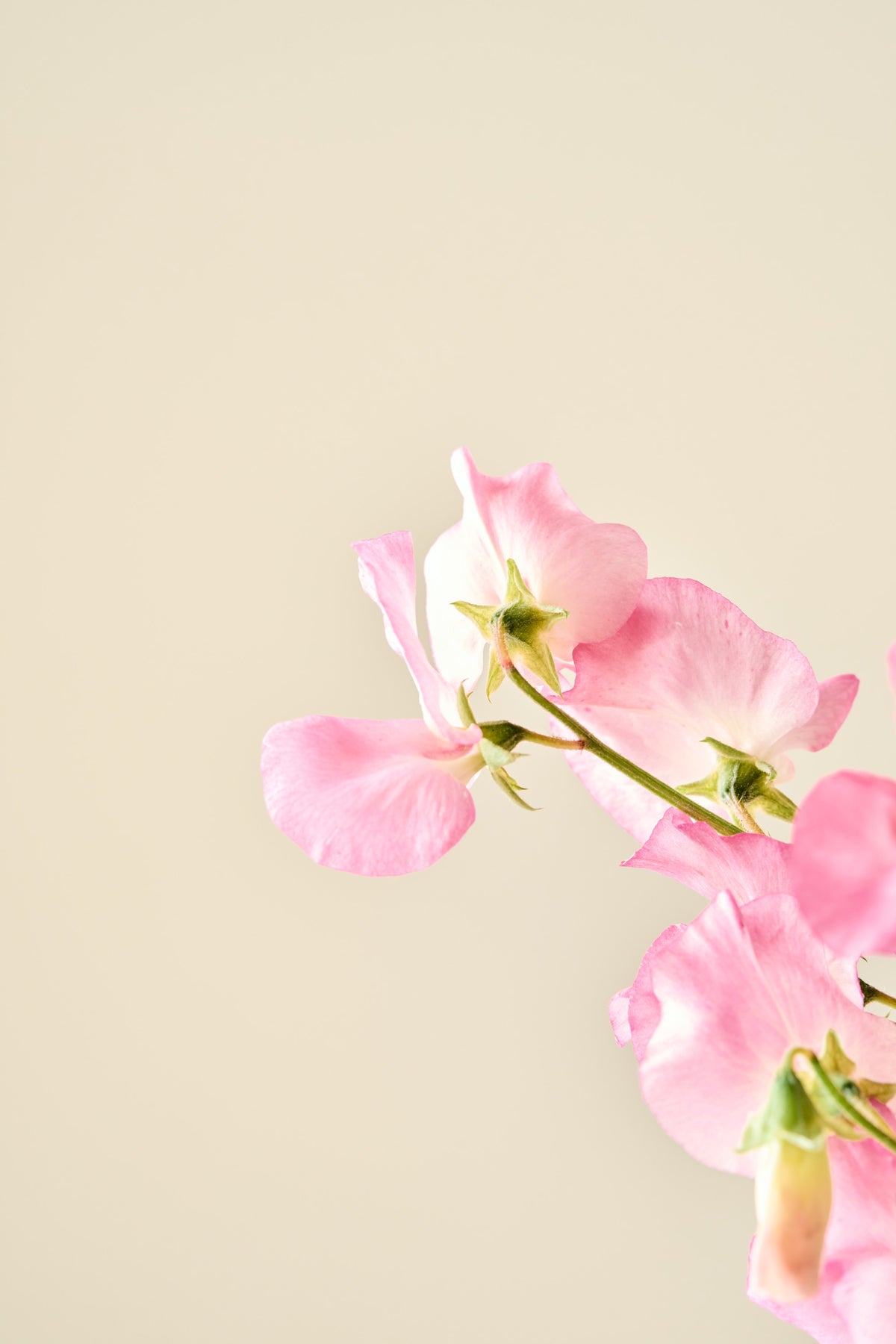 Ærteblomst 'Mammoth Salmon Cream' - frø