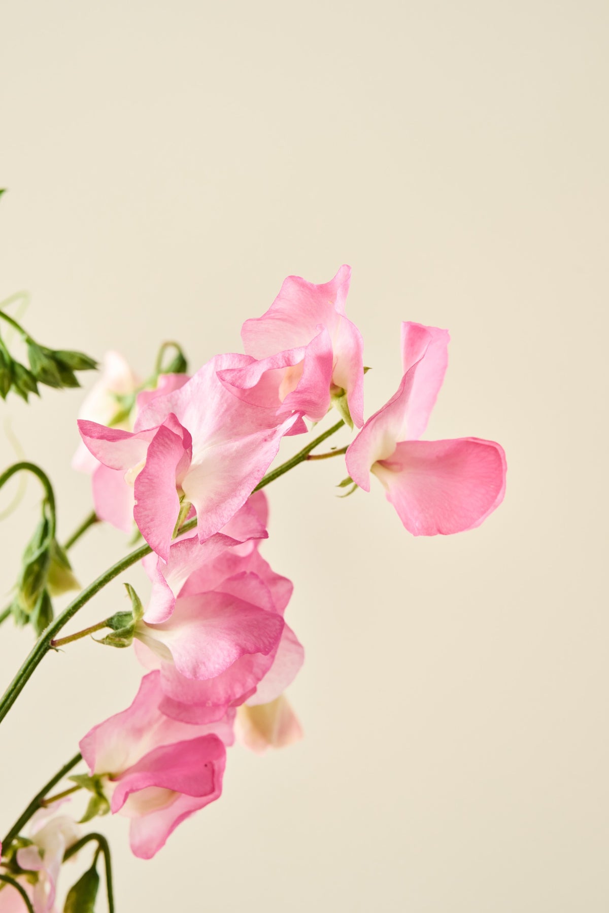 Ærteblomst 'Mammoth Salmon Cream' - frø