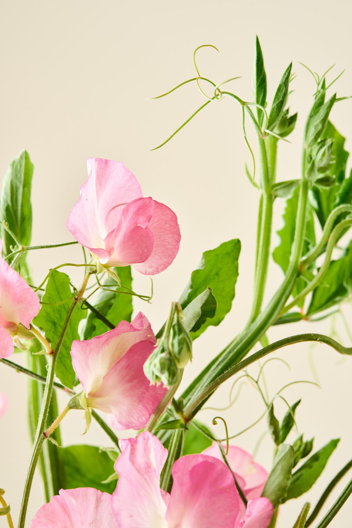 Ærteblomst 'Mammoth Salmon Cream' - frø