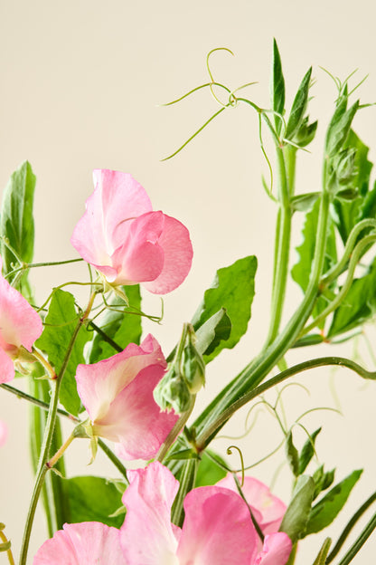 Ærteblomst 'Mammoth Salmon Cream' - frø