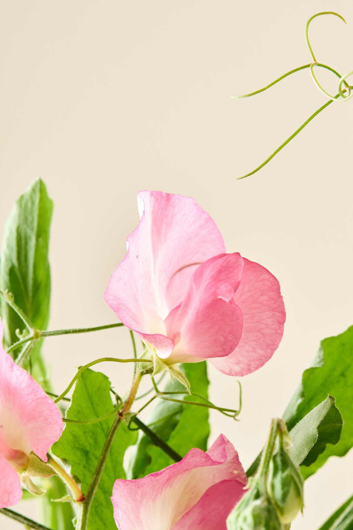 Ærteblomst 'Mammoth Salmon Cream' - frø