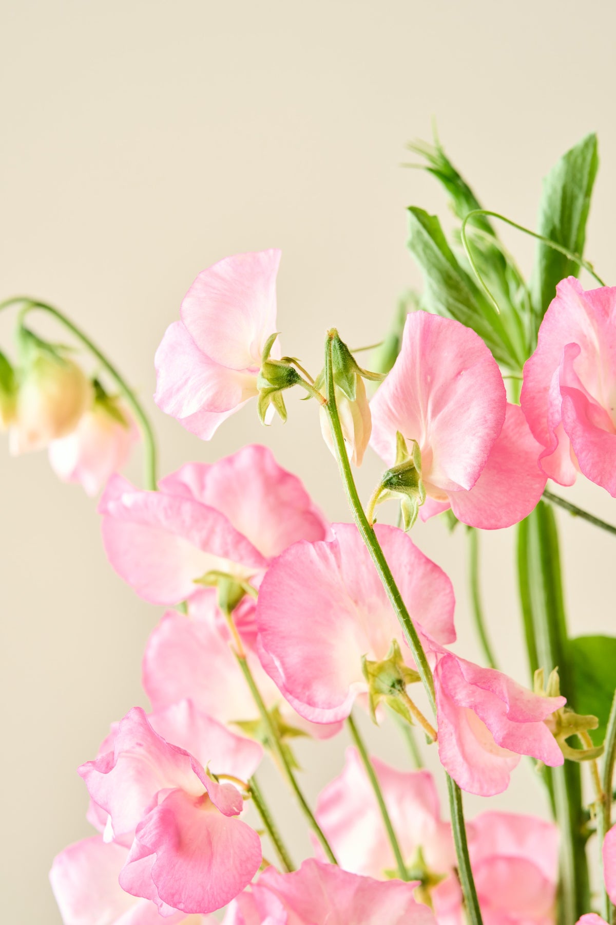 Ærteblomst 'Mammoth Salmon Cream' - frø
