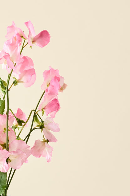 Ærteblomst 'Mammoth Salmon Cream' - frø