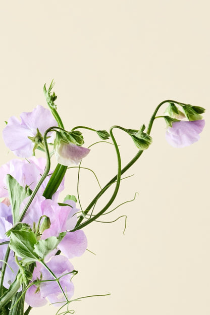 Ærteblomst 'Spring Sunshine Light Blue' - frø