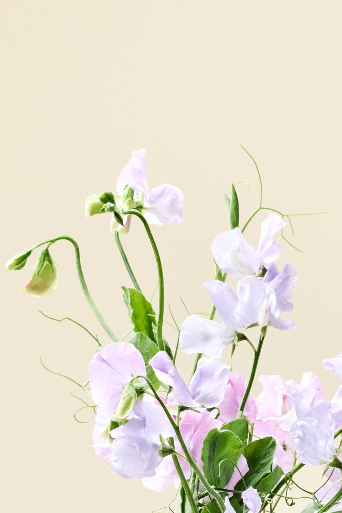 Ærteblomst 'Spring Sunshine Light Blue' - frø