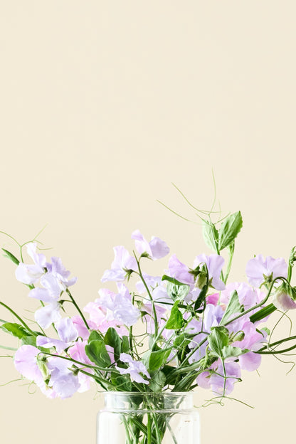 Ærteblomst 'Spring Sunshine Light Blue' - frø