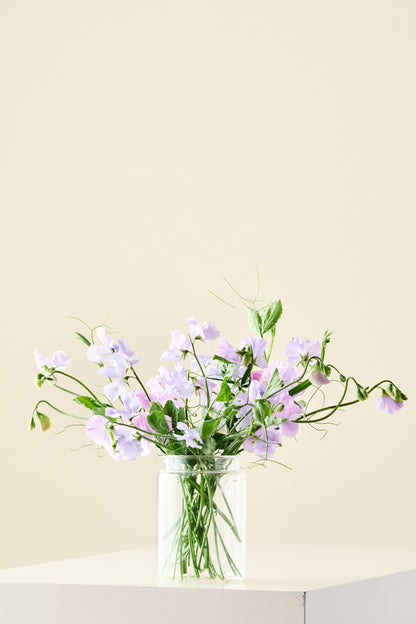 Ærteblomst 'Spring Sunshine Light Blue' - frø