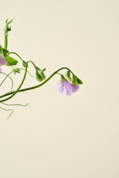 Ærteblomst 'Spring Sunshine Light Blue' - frø