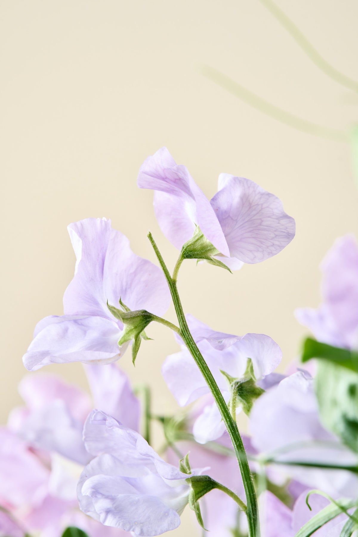 Ærteblomst 'Spring Sunshine Light Blue' - frø