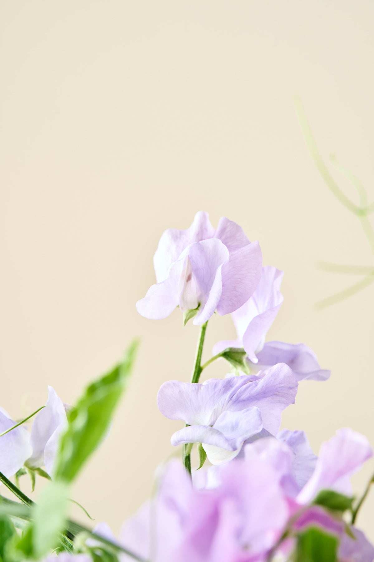 Ærteblomst 'Spring Sunshine Light Blue' - frø