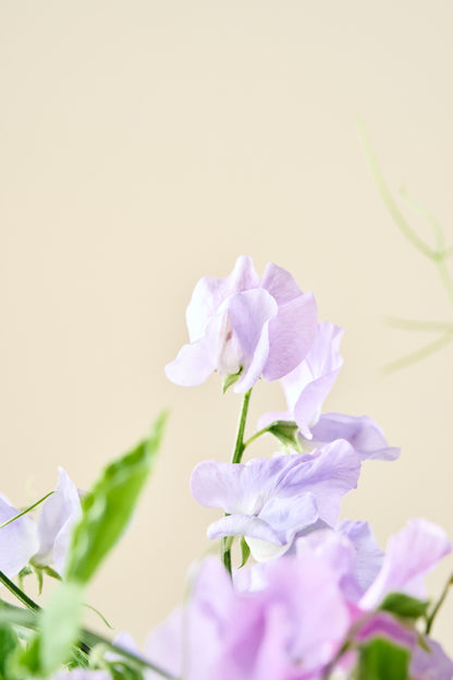 Ærteblomst 'Spring Sunshine Light Blue' - frø