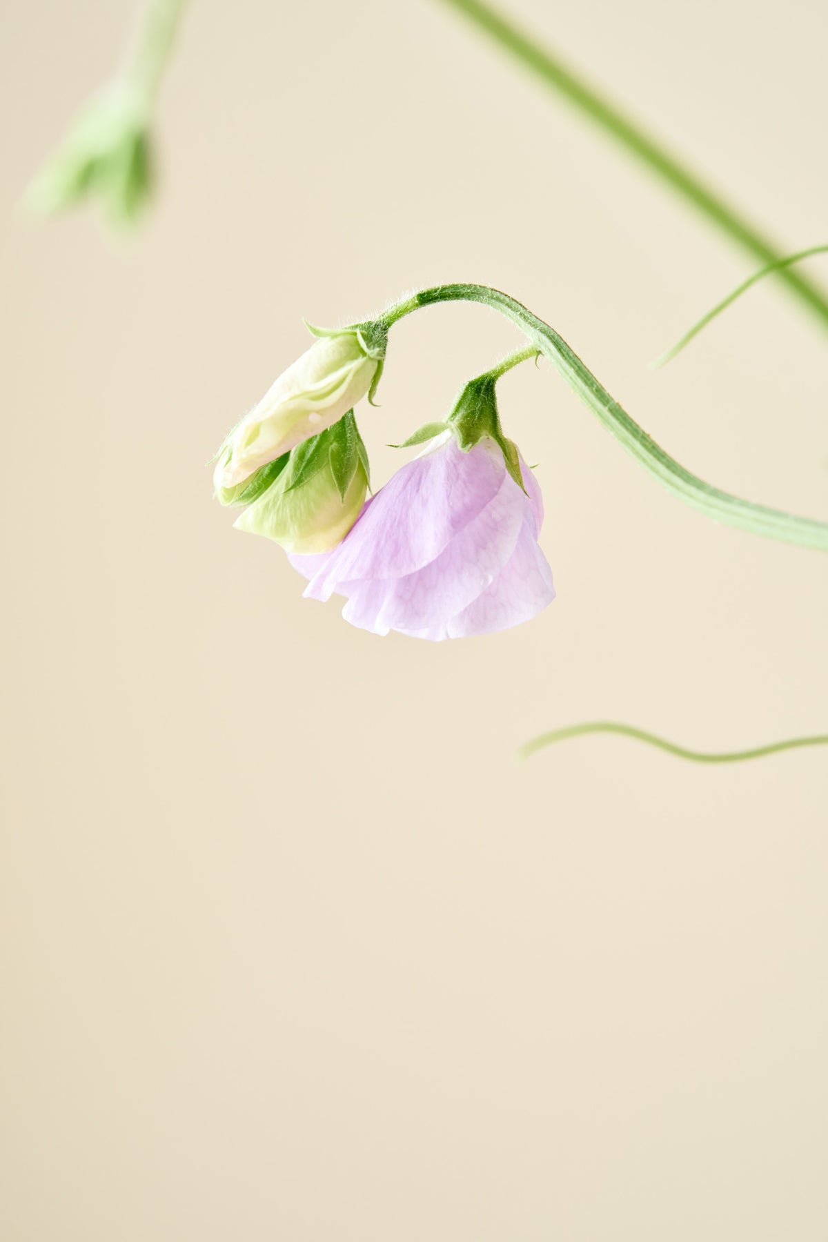 Ærteblomst 'Spring Sunshine Light Blue' - frø