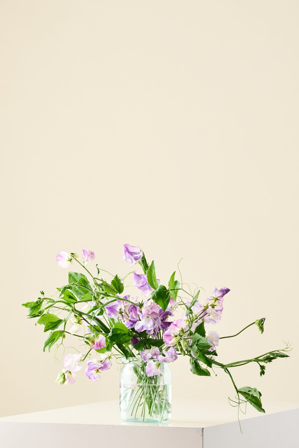 Ærteblomst 'Ripple Mixed' - frø