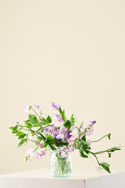 Ærteblomst 'Ripple Mixed' - frø