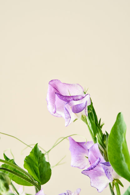 Ærteblomst 'Ripple Mixed' - frø