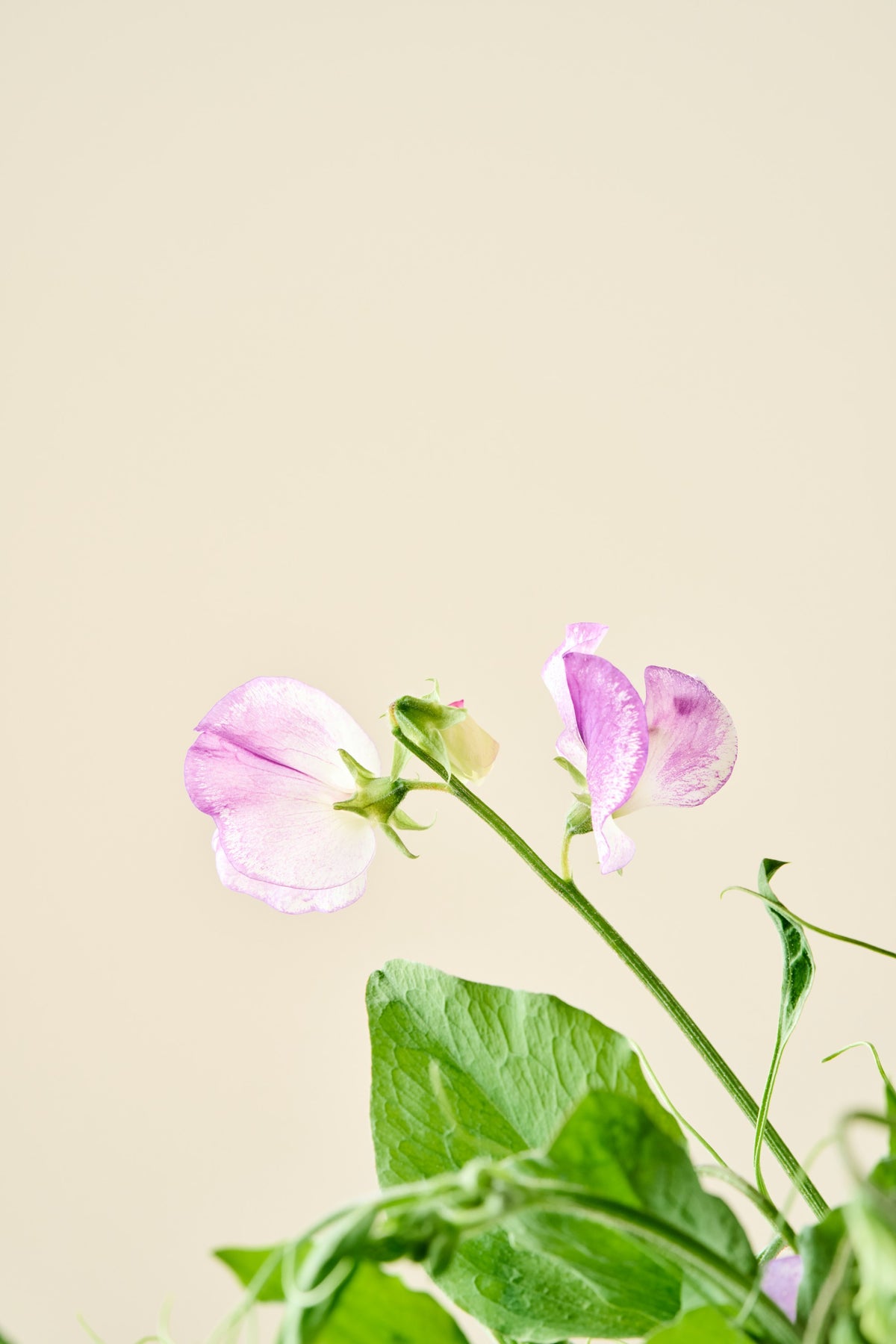 Ærteblomst 'Ripple Mixed' - frø