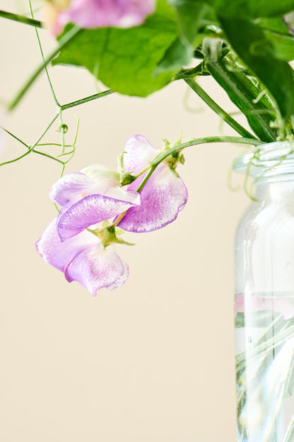 Ærteblomst 'Ripple Mixed' - frø