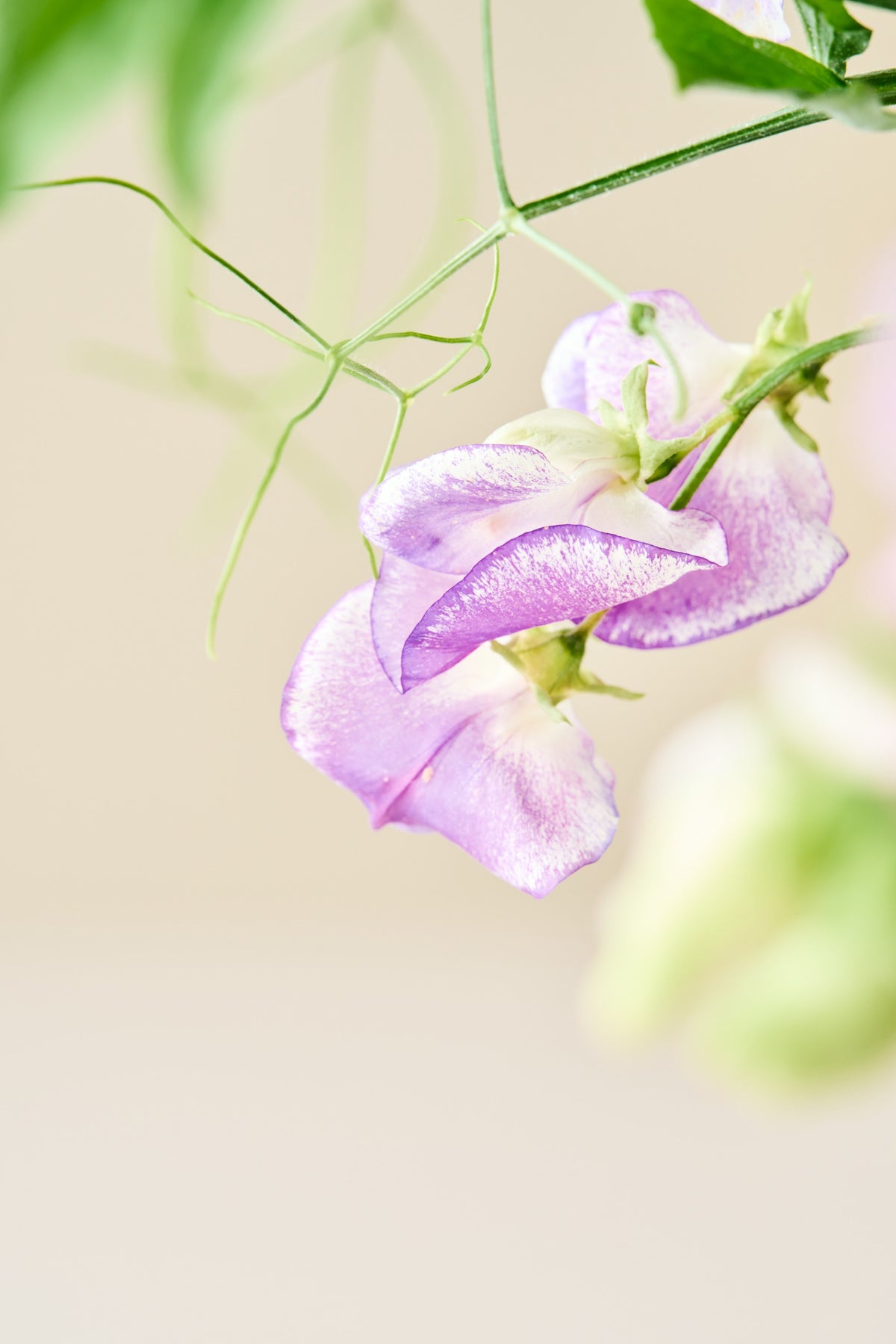 Ærteblomst 'Ripple Mixed' - frø