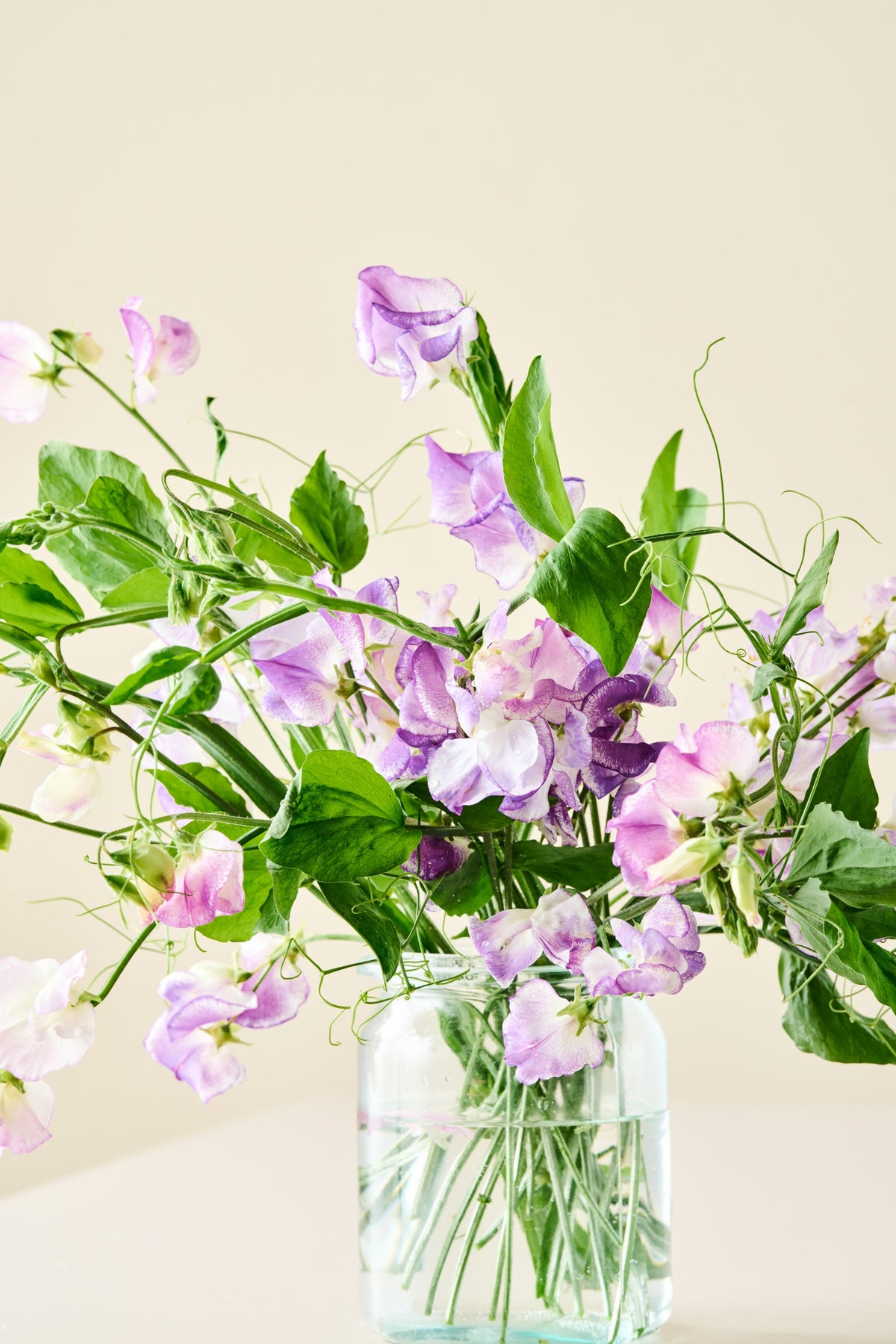 Ærteblomst 'Ripple Mixed' - frø