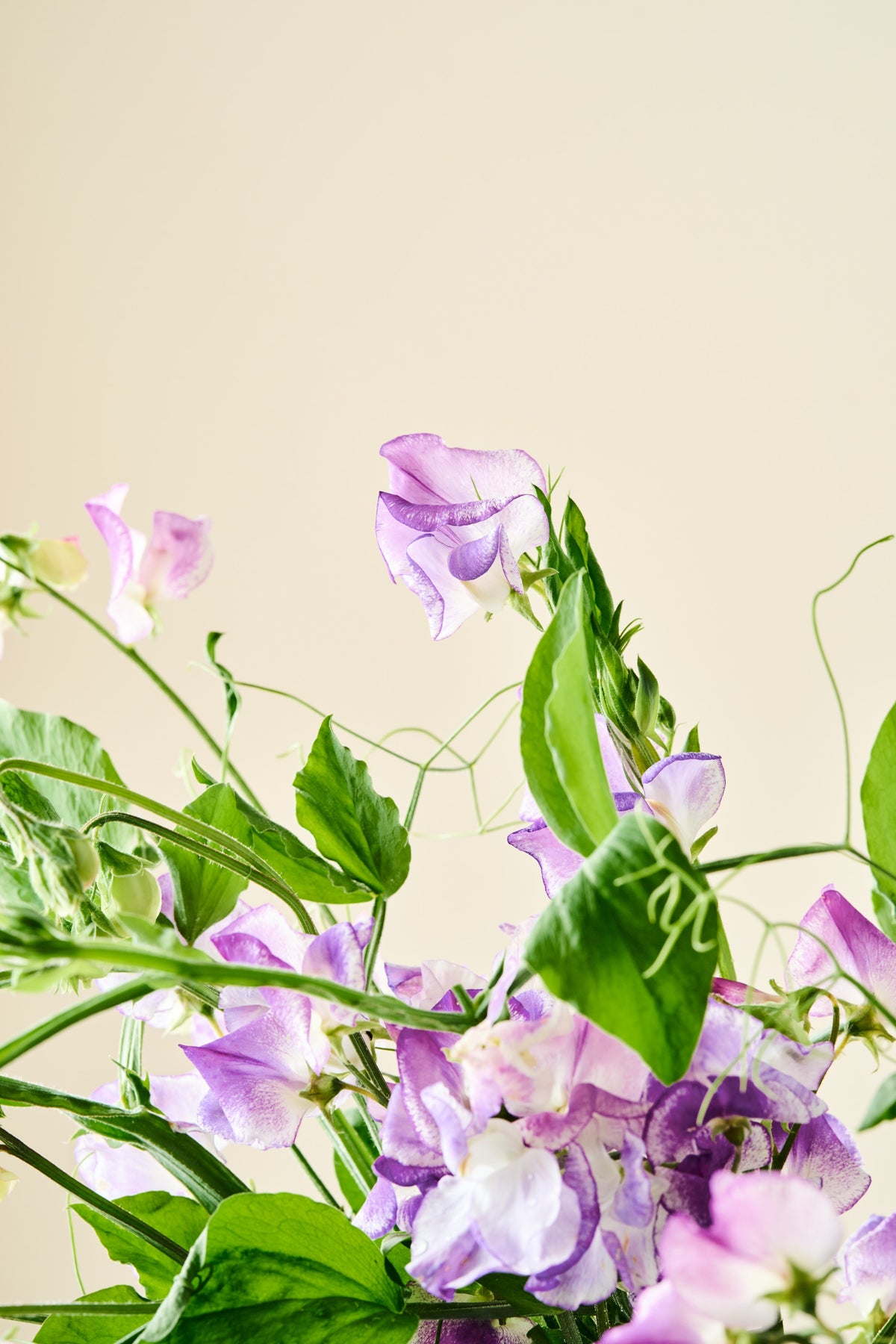 Ærteblomst 'Ripple Mixed' - frø