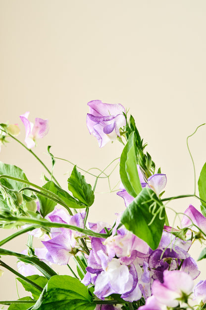 Ærteblomst 'Ripple Mixed' - frø