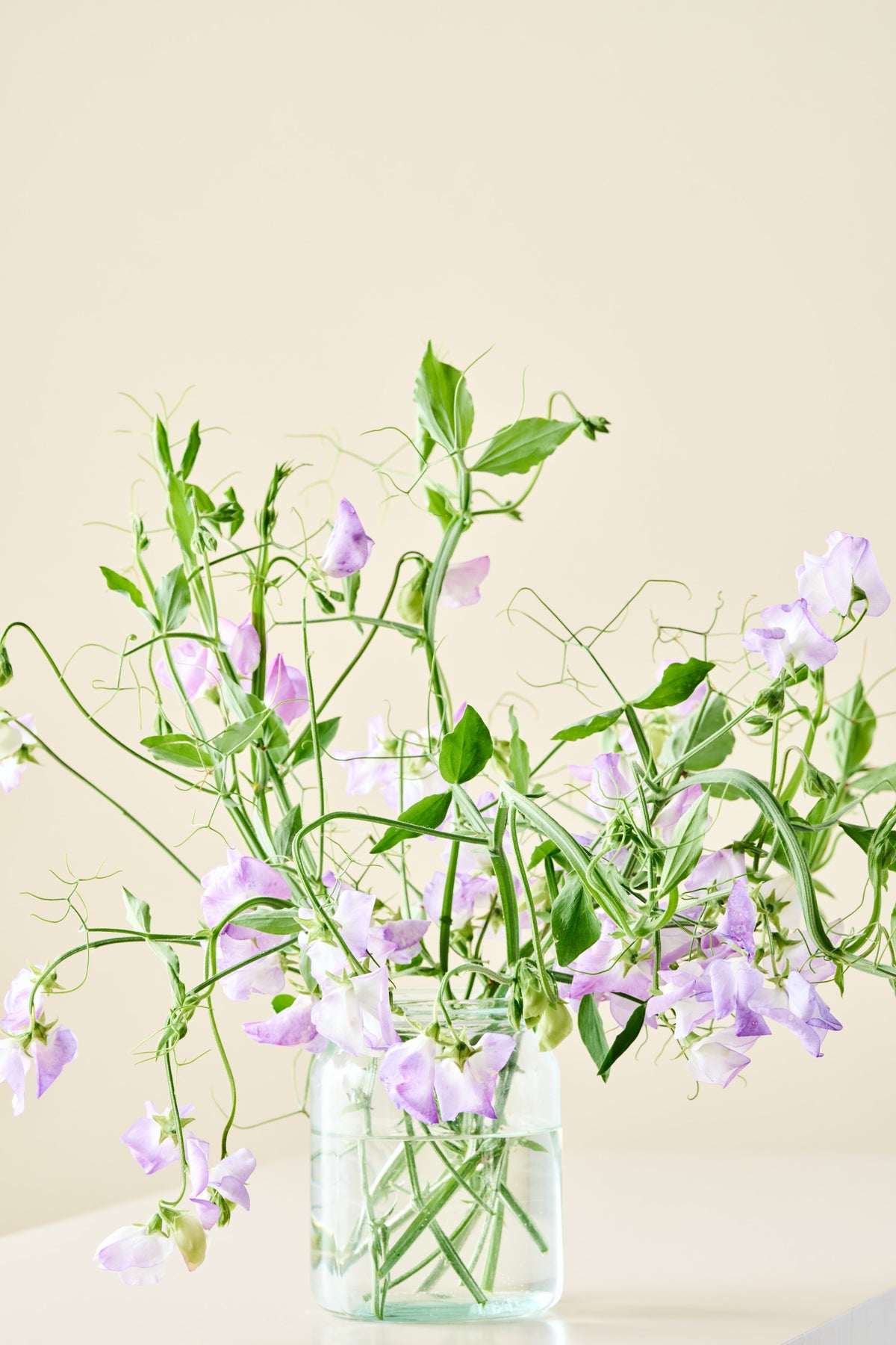Ærteblomst 'Spencer Alan Williams' - frø