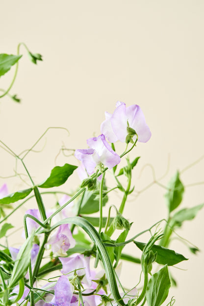 Ærteblomst 'Spencer Alan Williams' - frø