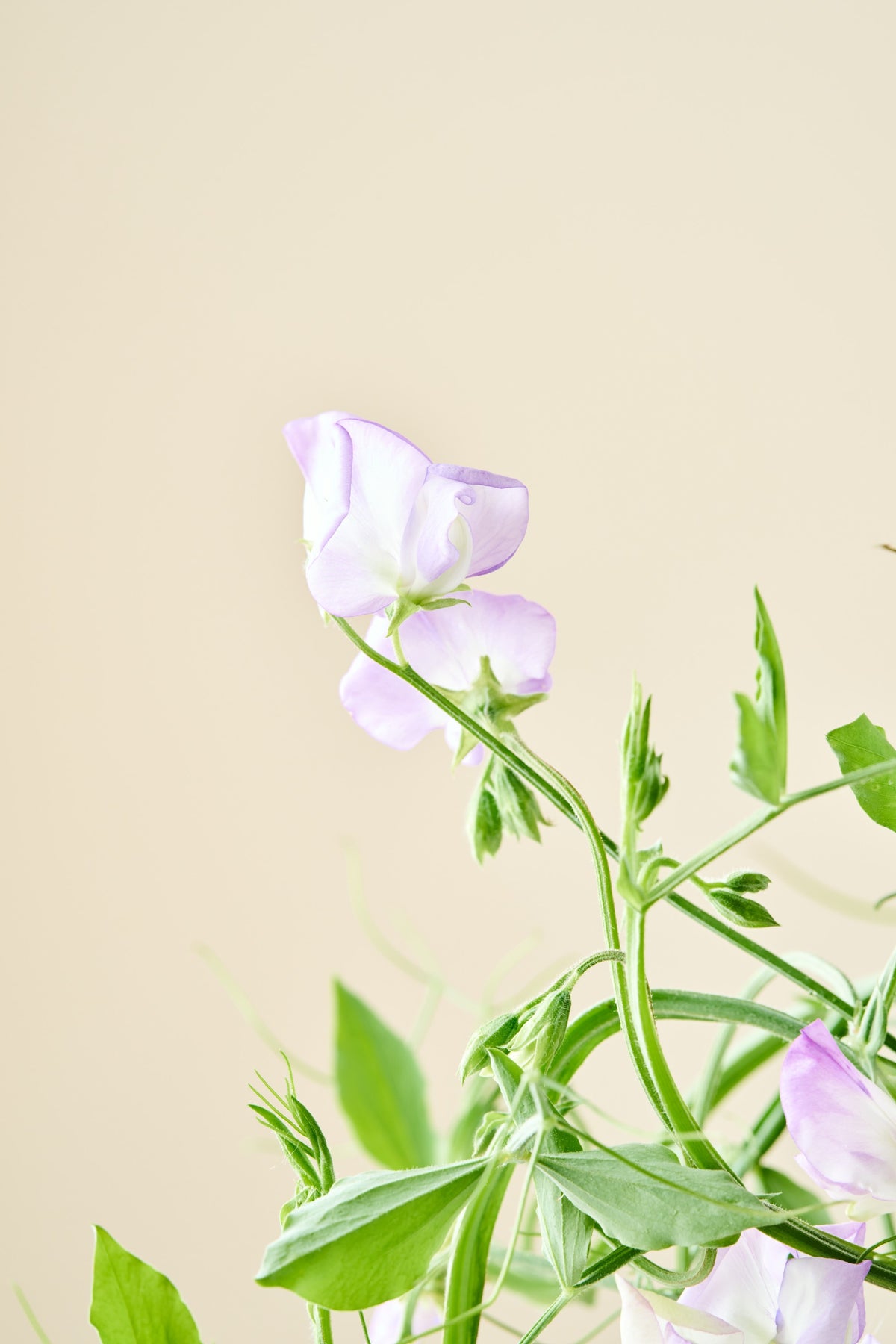 Ærteblomst 'Spencer Alan Williams' - frø