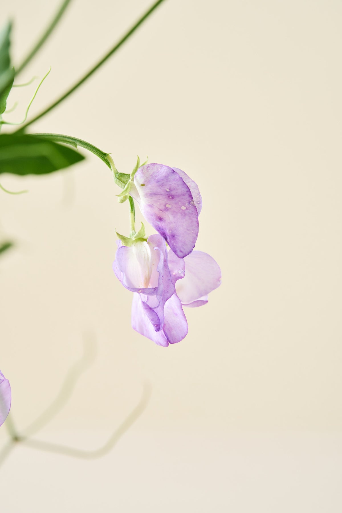 Ærteblomst 'Spencer Alan Williams' - frø