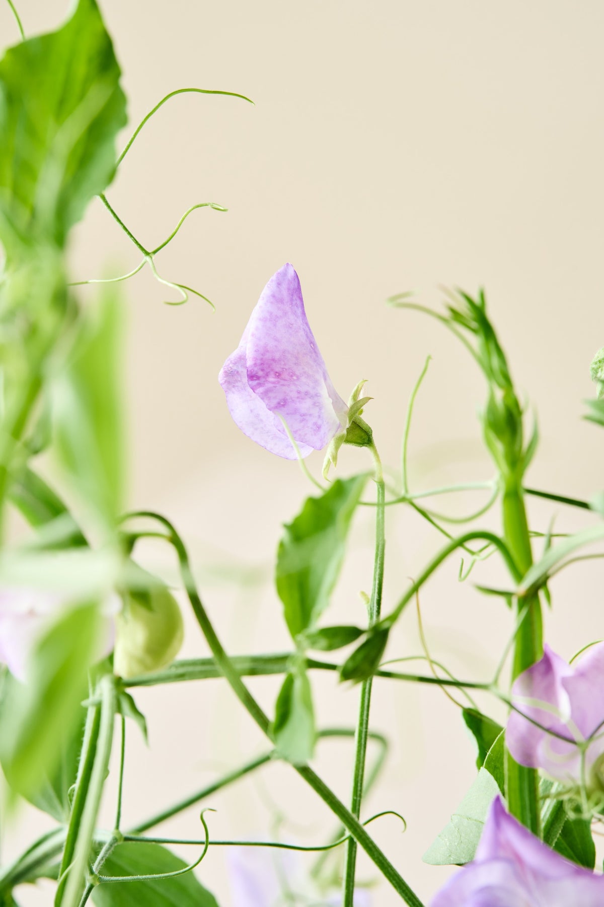 Ærteblomst 'Spencer Alan Williams' - frø