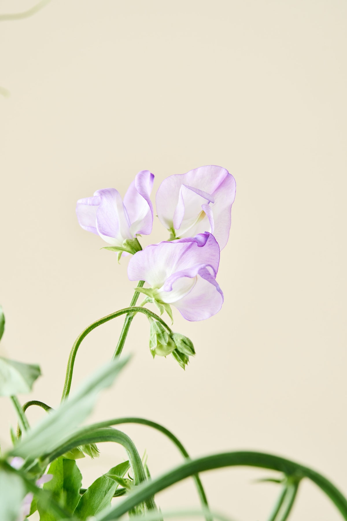 Ærteblomst 'Spencer Alan Williams' - frø