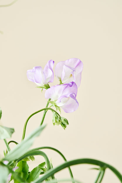Ærteblomst 'Spencer Alan Williams' - frø