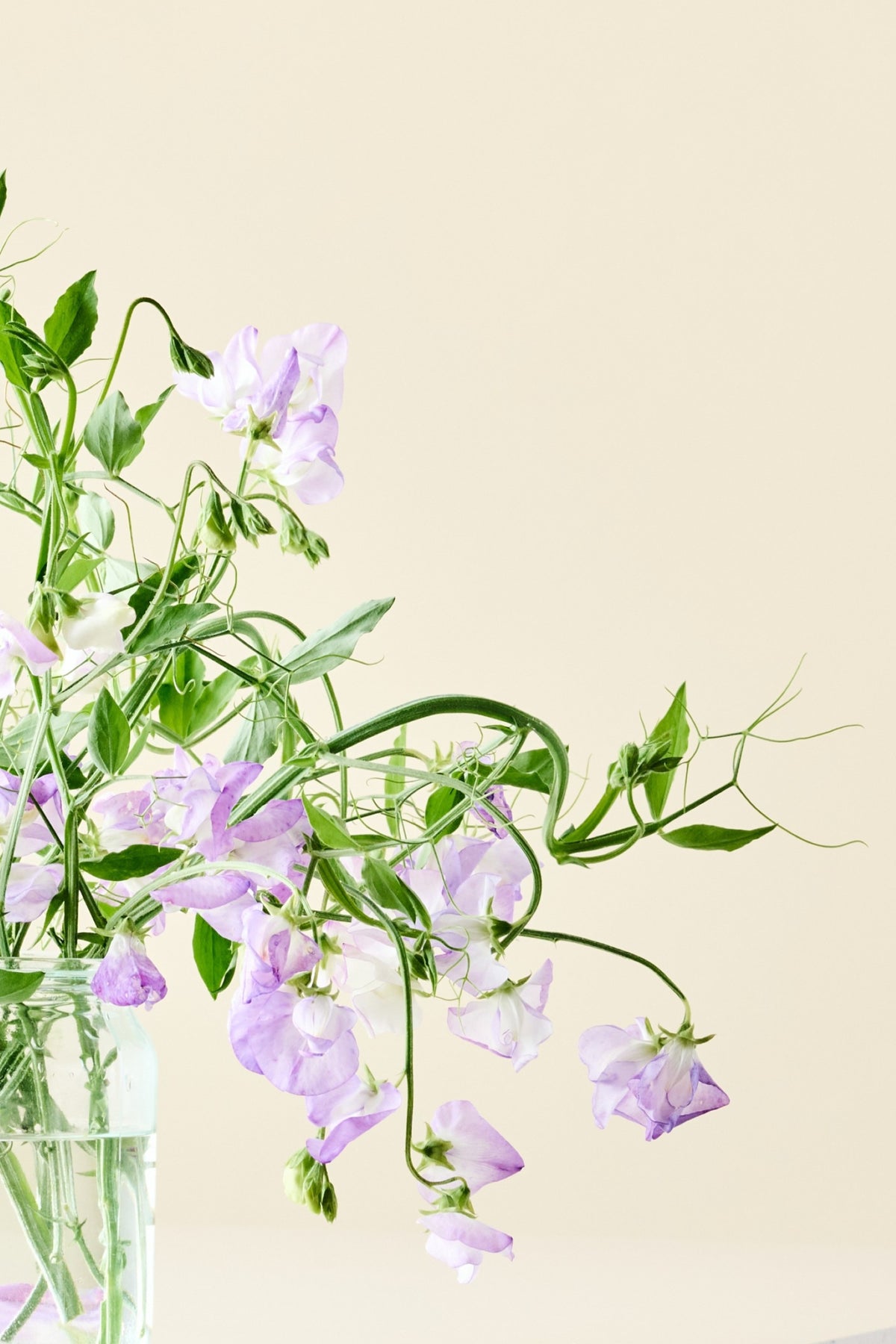 Ærteblomst 'Spencer Alan Williams' - frø