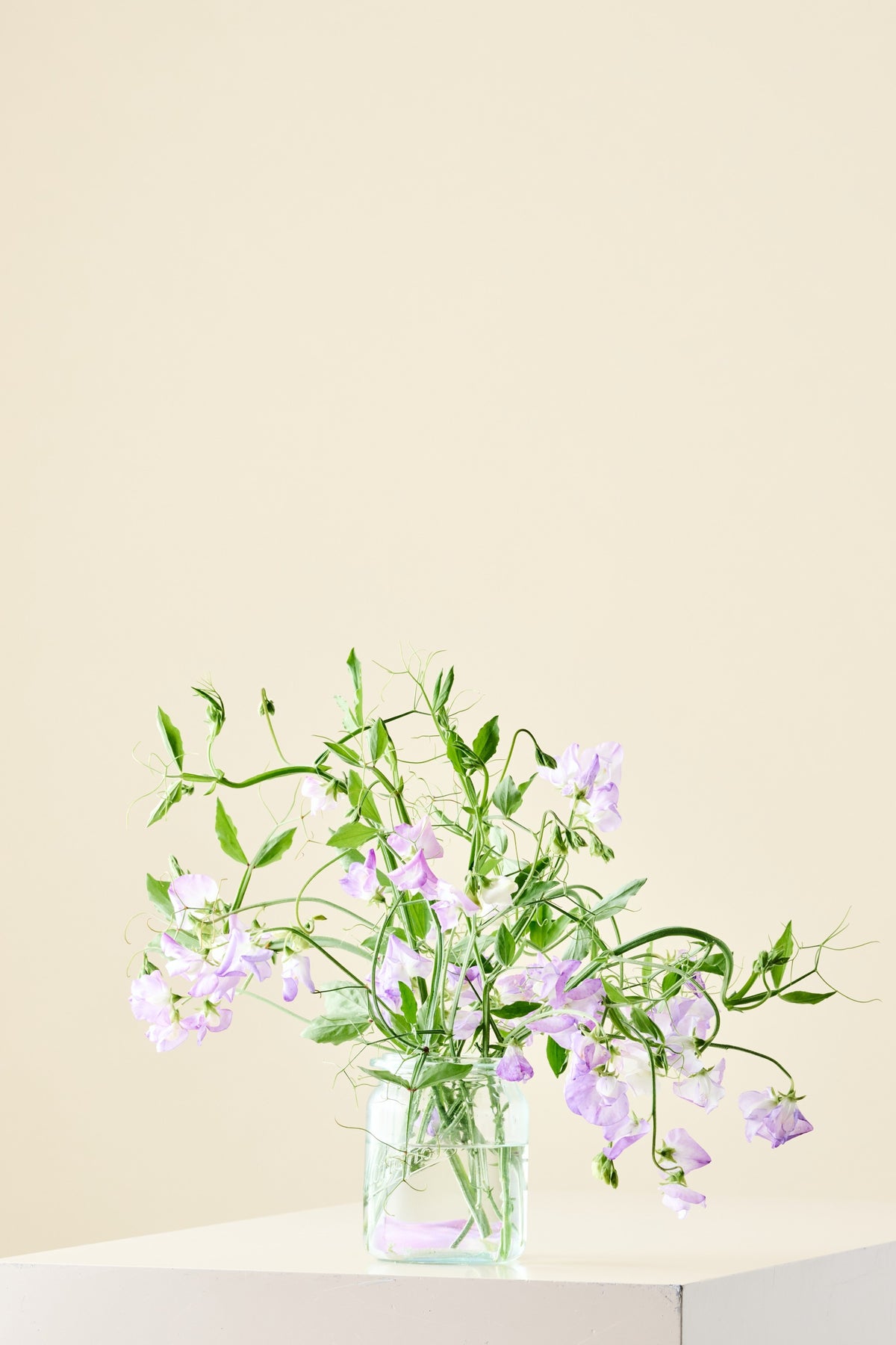 Ærteblomst 'Spencer Alan Williams' - frø