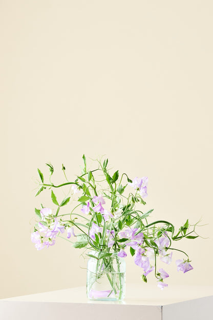 Ærteblomst 'Spencer Alan Williams' - frø