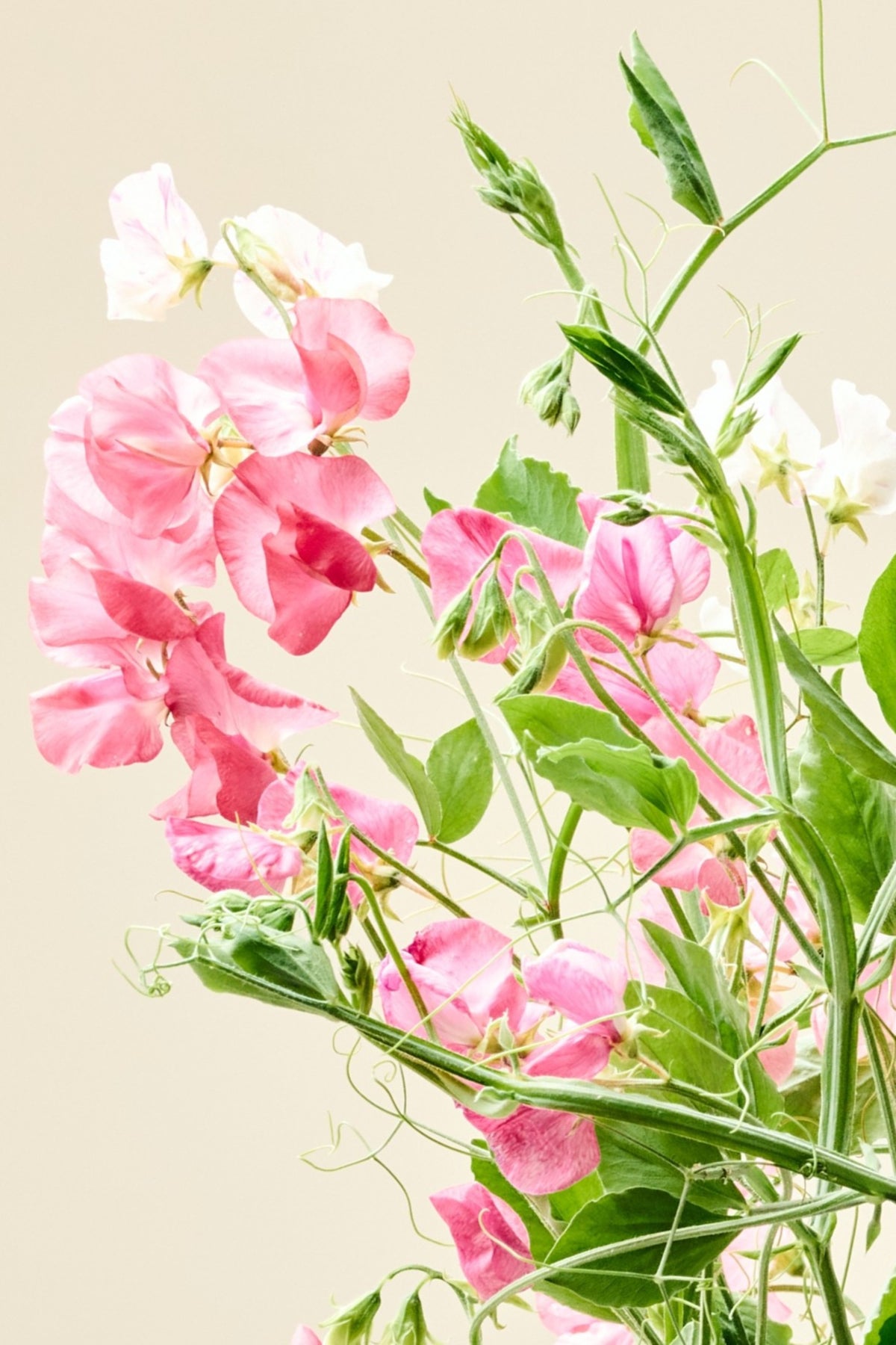 Ærteblomst 'Royal Family Salmon-Pink' - frø