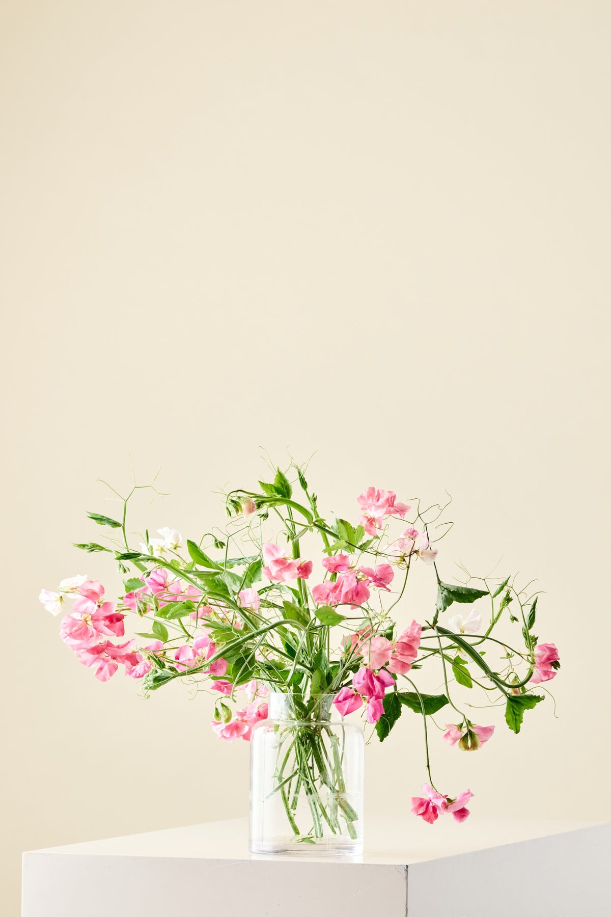 Ærteblomst 'Royal Family Salmon-Pink' - frø