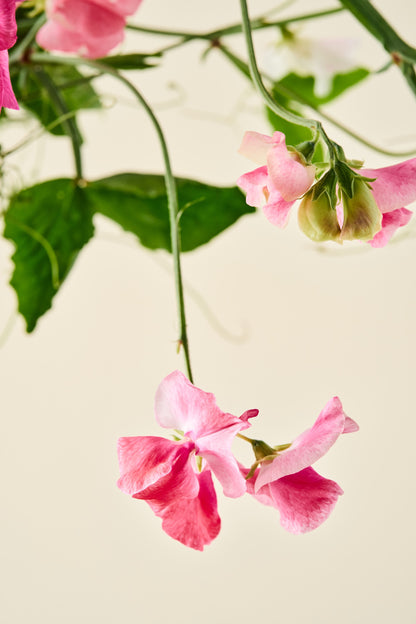 Ærteblomst 'Royal Family Salmon-Pink' - frø