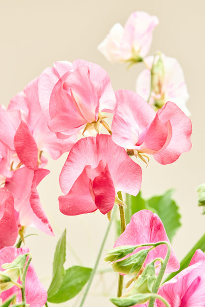 Ærteblomst 'Royal Family Salmon-Pink' - frø