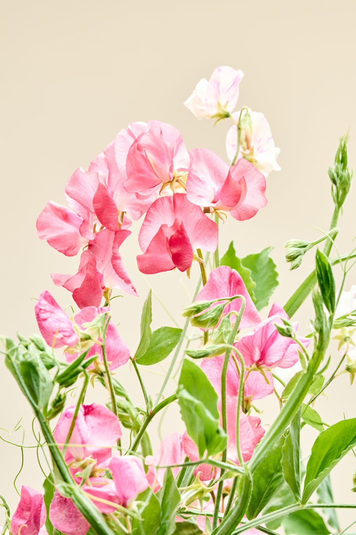 Ærteblomst 'Royal Family Salmon-Pink' - frø