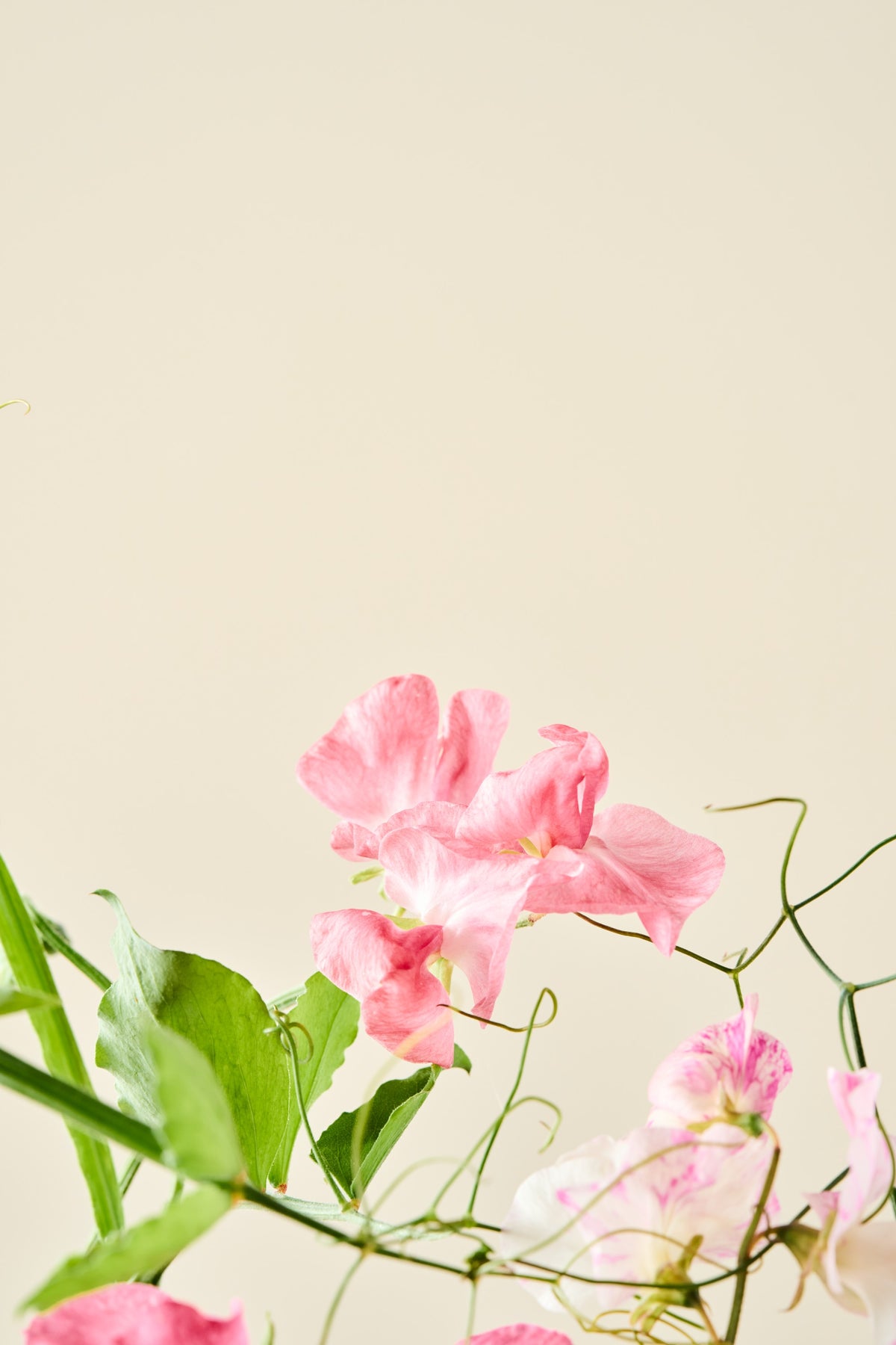 Ærteblomst 'Royal Family Salmon-Pink' - frø