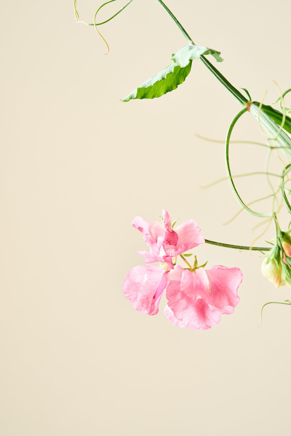 Ærteblomst 'Royal Family Salmon-Pink' - frø