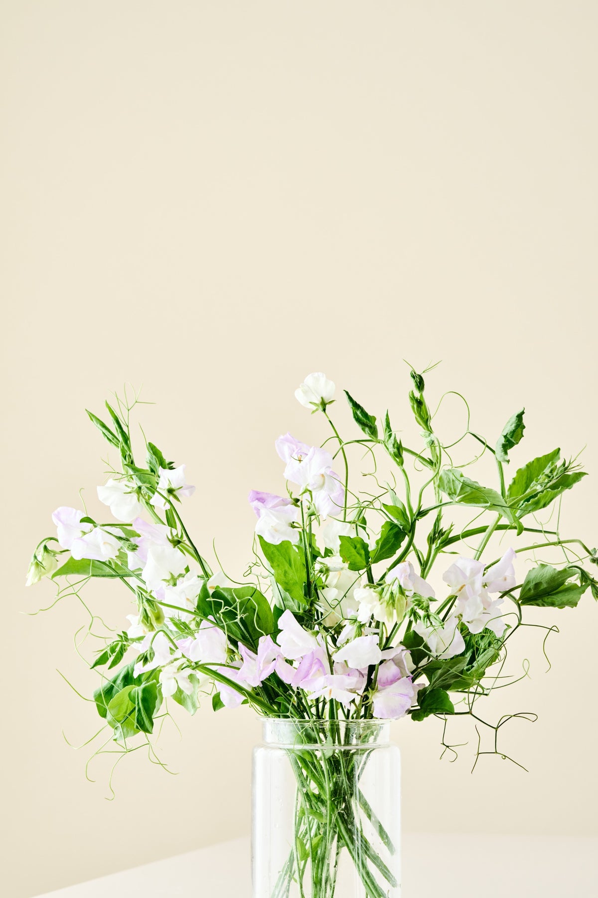 Ærteblomst 'Spencer Arthur Hellyer' - frø
